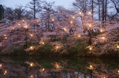 高田公園ライトアップ⑦