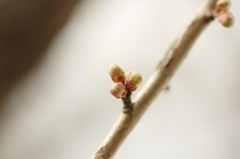 蕾