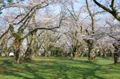 村松公園⑪