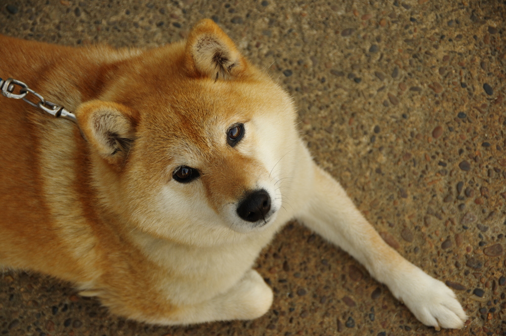 やっぱり柴だよね～♪