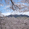 鶴ヶ城境内⑧