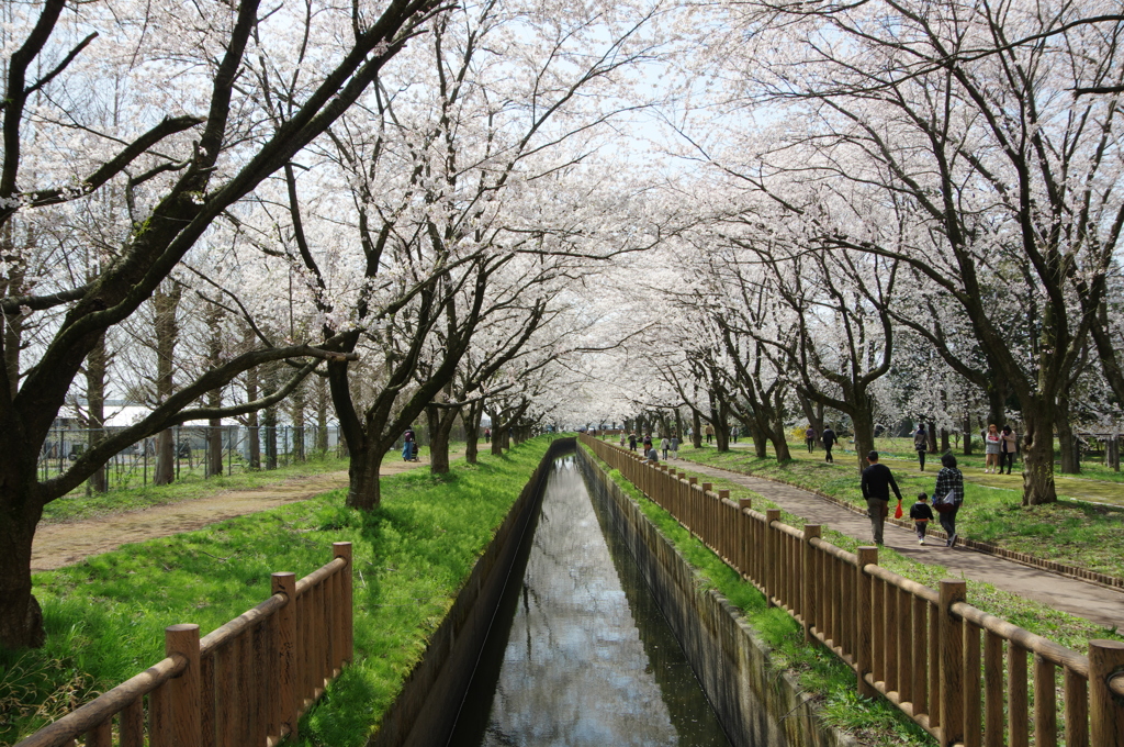 加治川堤⑥