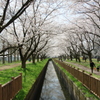 加治川堤⑥