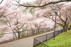 高遠城址公園④