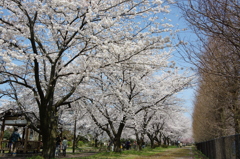 加治川堤③