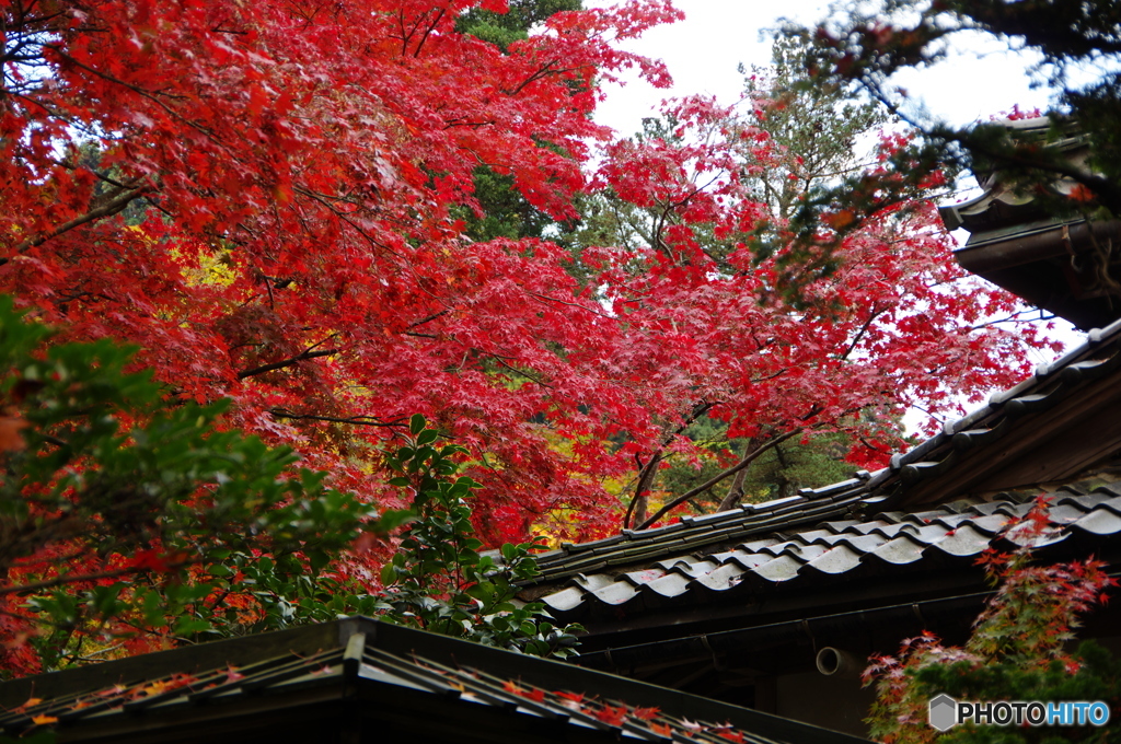 石油王の館(庭編⑮)