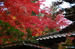 石油王の館(庭編⑮)