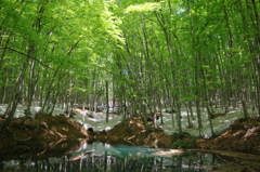 美人林の池③