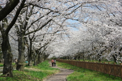 加治川堤①