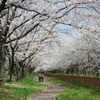 加治川堤①