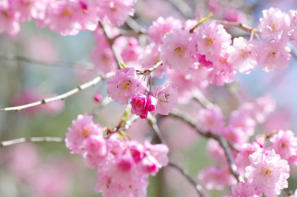 弥彦公園①