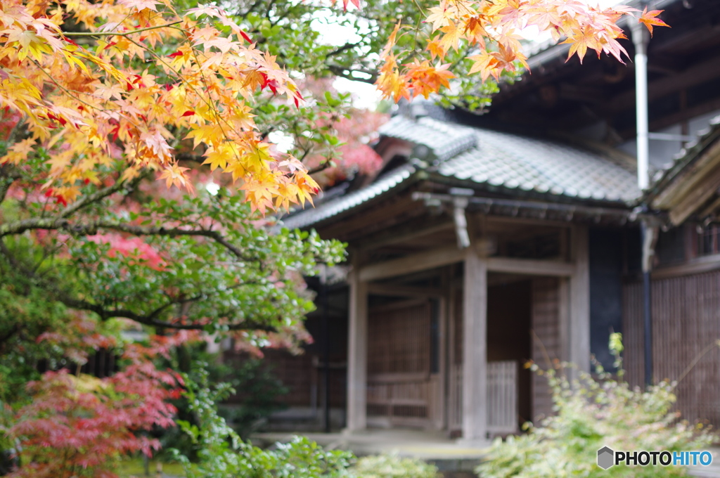 石油王の館(庭編⑩)