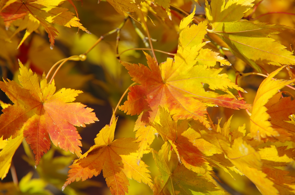 長岡紅葉園④