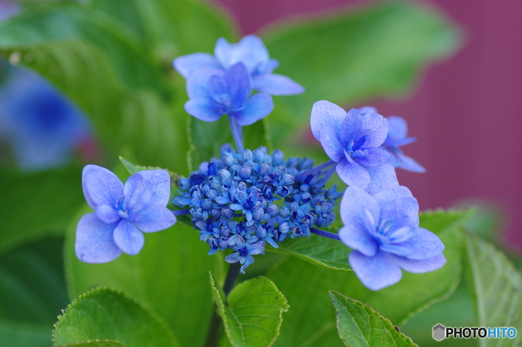 紫陽花