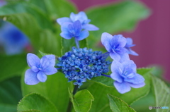 紫陽花