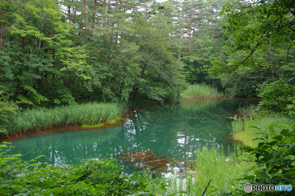 赤沼