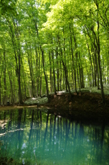 美人林の池⑤