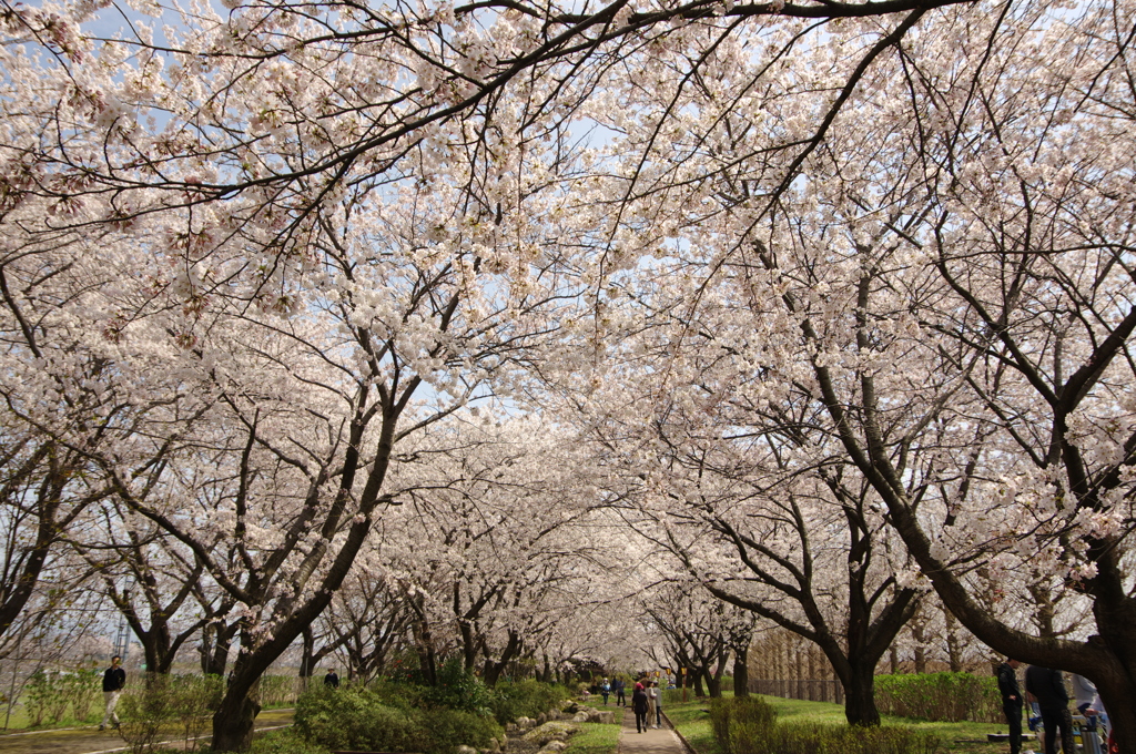 加治川堤④
