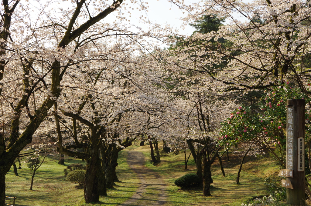 村松公園⑰