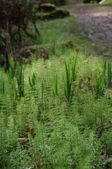 赤坂山公園⑥