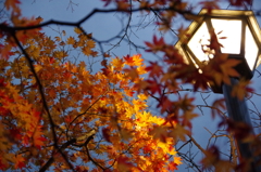 弥彦山紅葉園①