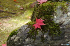 石油王の館(大庭園編①)