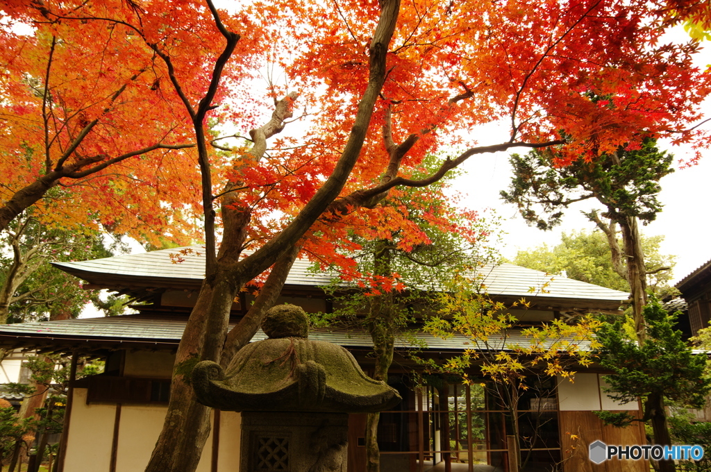 三楽亭 with 紅葉 