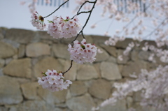 鶴ヶ城境内⑤