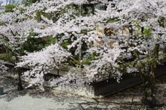 鶴ヶ城境内⑪