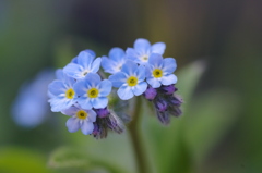 自宅の花シリーズ②