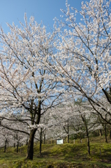 村松公園30