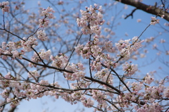 赤坂山公園④