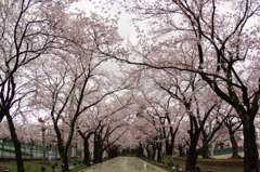 高田公園⑤