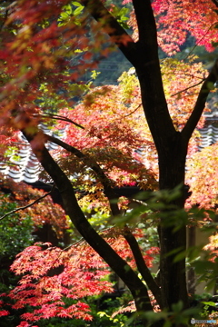 石油王の館(庭編⑳)
