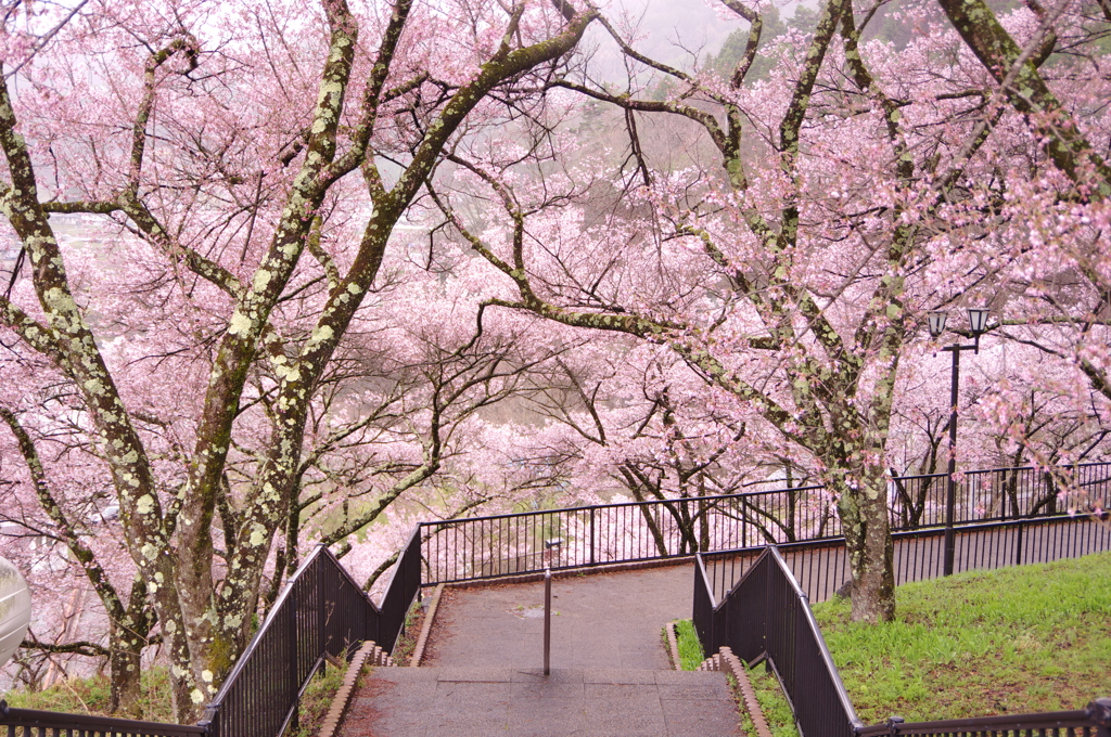 高遠城址公園③