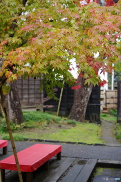 石油王の館(庭編⑦)