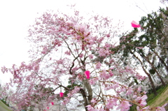 高田公園⑧
