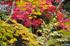 石油王の館(庭編⑭)