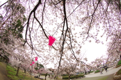 高田公園⑦
