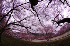 高遠城址公園①