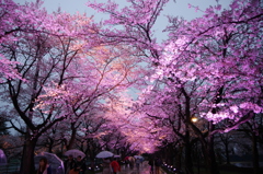 高田公園ライトアップ⑥