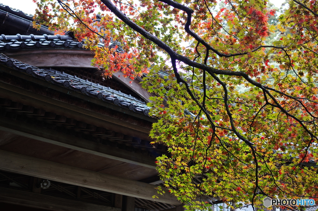 石油王の館(庭編⑪)