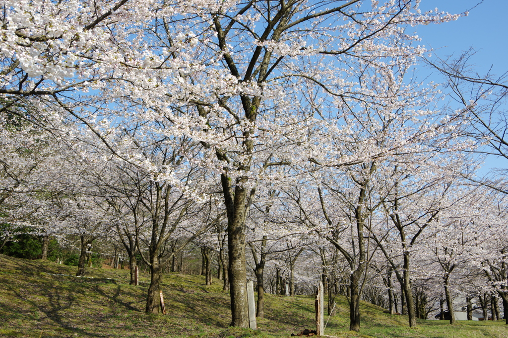 村松公園29