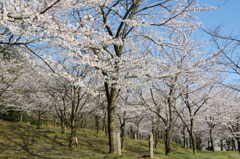 村松公園29