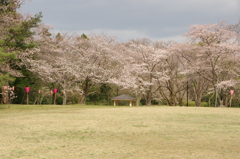 赤坂山公園②