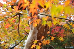 石油王の館(大庭園編②)