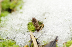 雪を融かして