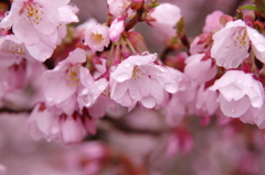 高遠城址公園⑦