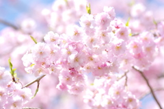 弥彦公園②