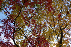 長岡紅葉園③
